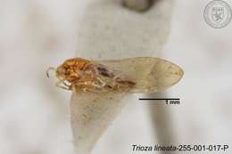 Image of Trioza lineata Yang 1984