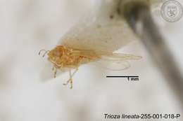 Image of Trioza lineata Yang 1984