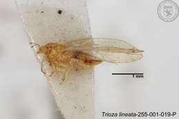 Image of Trioza lineata Yang 1984