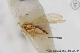 Image of Trioza lineata Yang 1984