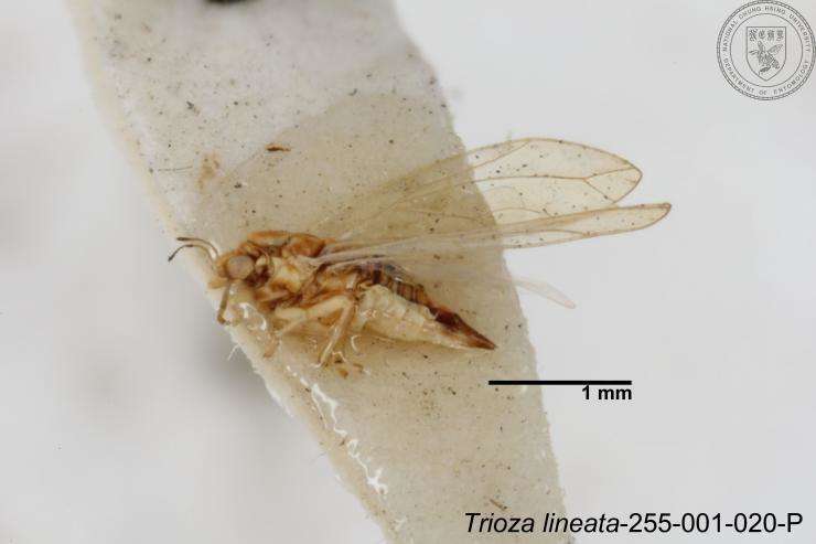 Image of Trioza lineata Yang 1984