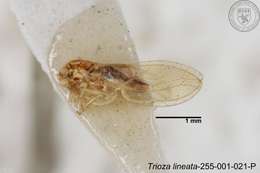 Image of Trioza lineata Yang 1984