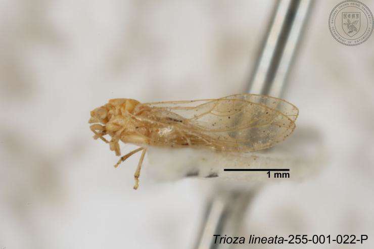 Image of Trioza lineata Yang 1984