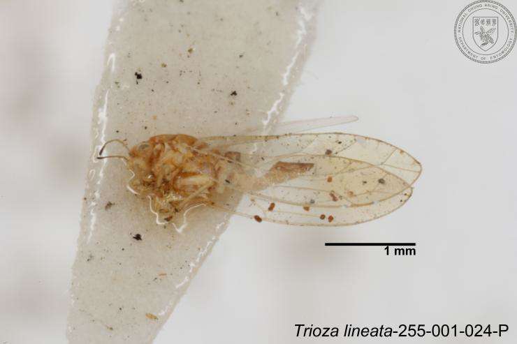 Image of Trioza lineata Yang 1984