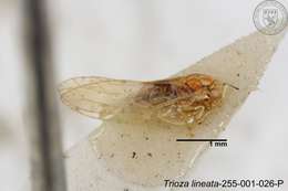 Image of Trioza lineata Yang 1984