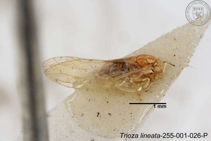 Image of Trioza lineata Yang 1984