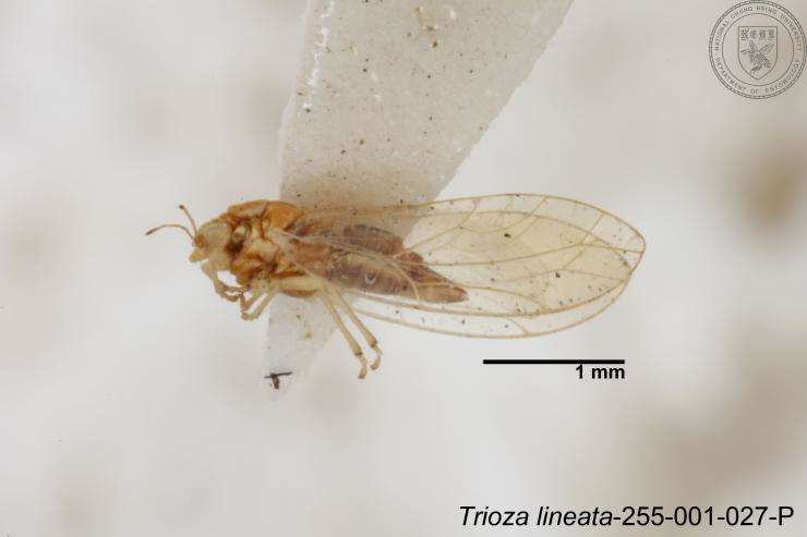 Image of Trioza lineata Yang 1984