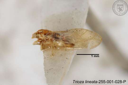 Image of Trioza lineata Yang 1984