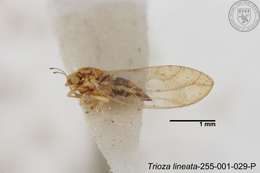 Image of Trioza lineata Yang 1984