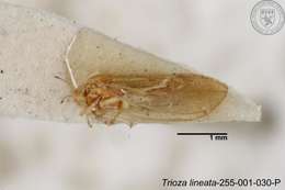 Image of Trioza lineata Yang 1984