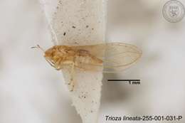 Image of Trioza lineata Yang 1984