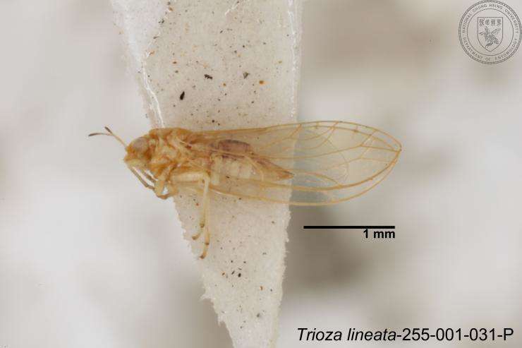 Image of Trioza lineata Yang 1984