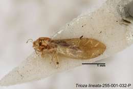 Image of Trioza lineata Yang 1984