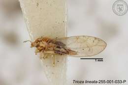 Image of Trioza lineata Yang 1984