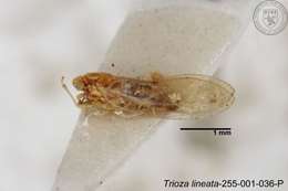 Image of Trioza lineata Yang 1984