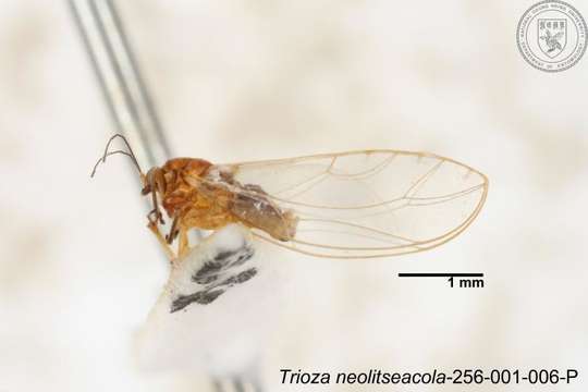 Image of Trioza neolitseacola Yang 1984