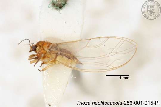 Image of Trioza neolitseacola Yang 1984