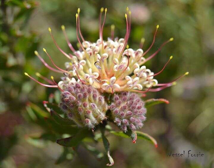 Imagem de Leucospermum calligerum (Salisb. ex Knight) Rourke