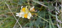 Image of Common Toadflax