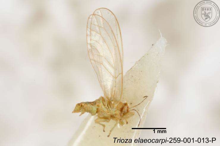 Image of Trioza elaeocarpi Yang 1984