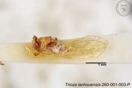 Image of Trioza lanhsuensis Yang 1984