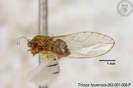 Sivun Cecidotrioza tzuensis (Yang 1984) kuva