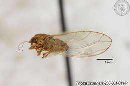 Sivun Cecidotrioza tzuensis (Yang 1984) kuva