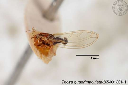 Image of Trioza quadrimaculata Yang 1984