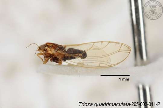 Image of Trioza quadrimaculata Yang 1984