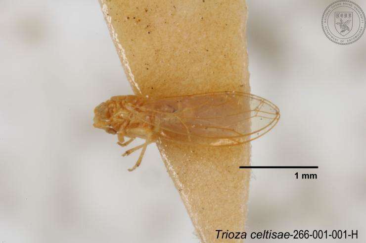 Image of Trioza celtisae Yang 1984