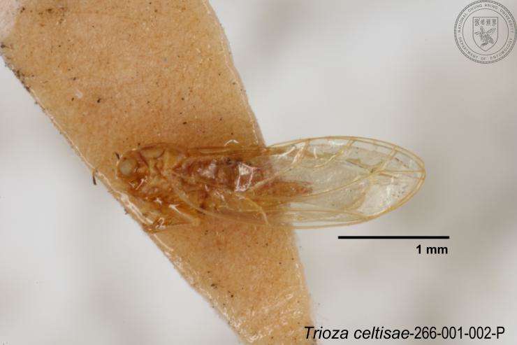 Image of Trioza celtisae Yang 1984