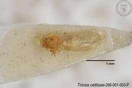Image of Trioza celtisae Yang 1984