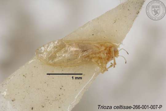 Image of Trioza celtisae Yang 1984