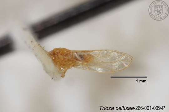 Image of Trioza celtisae Yang 1984