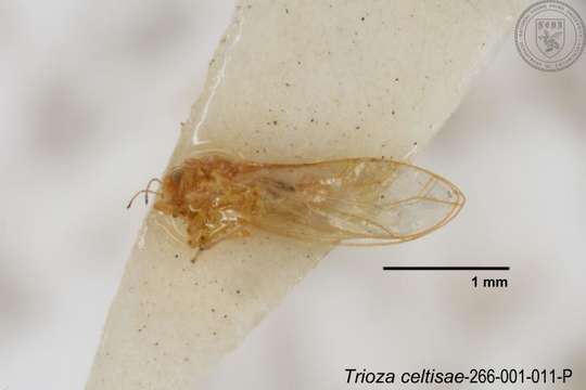 Image of Trioza celtisae Yang 1984