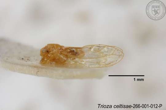 Image of Trioza celtisae Yang 1984