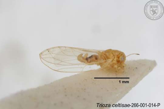 Image of Trioza celtisae Yang 1984