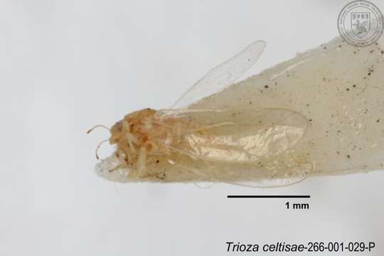 Image of Trioza celtisae Yang 1984