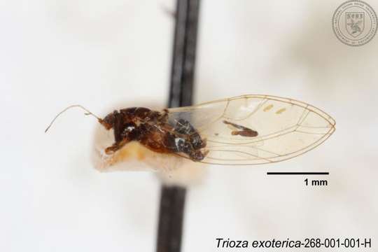 Image of Trioza exoterica Yang 1984