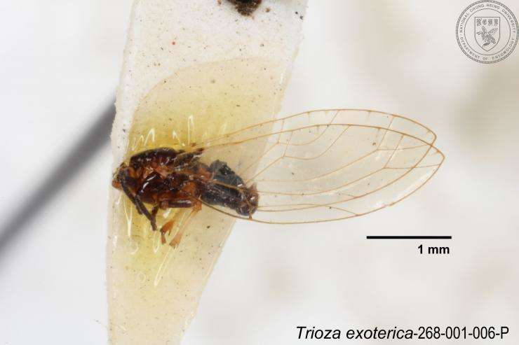 Image of Trioza exoterica Yang 1984