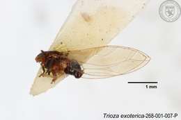 Image of Trioza exoterica Yang 1984