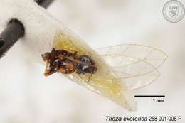 Image of Trioza exoterica Yang 1984