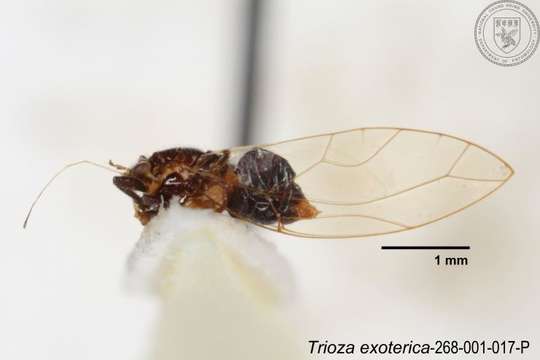 Image of Trioza exoterica Yang 1984