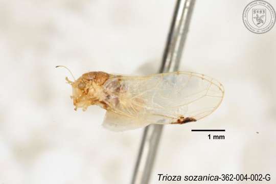 Image of Trioza sozanica (Boselli 1930)