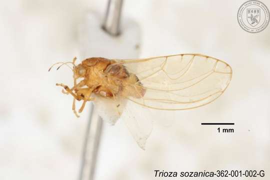 Image of Trioza sozanica (Boselli 1930)