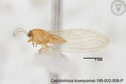 Sivun Cecidotrioza kuwayamai (Yang 1984) kuva