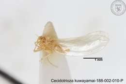 Sivun Cecidotrioza kuwayamai (Yang 1984) kuva