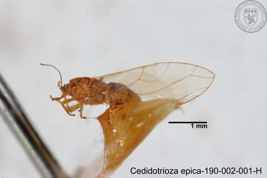 Image of Cecidotrioza