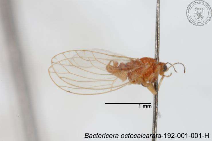 Imagem de Bactericera octocalcarata Lauterer, Yang & Fang 1988