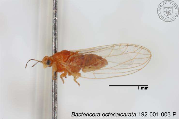 Imagem de Bactericera octocalcarata Lauterer, Yang & Fang 1988